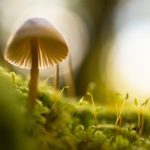 Macrophotography-inside-and-around-the-house